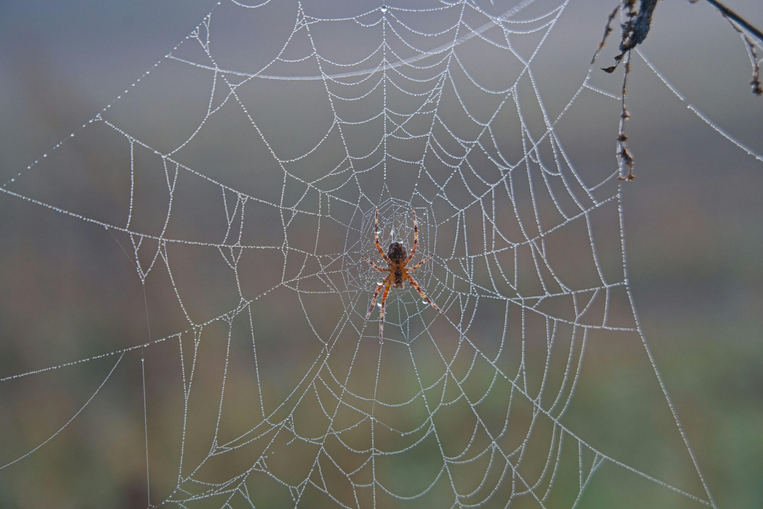 Close-up of a dewy spider web with a spider in a misty autumn setting.